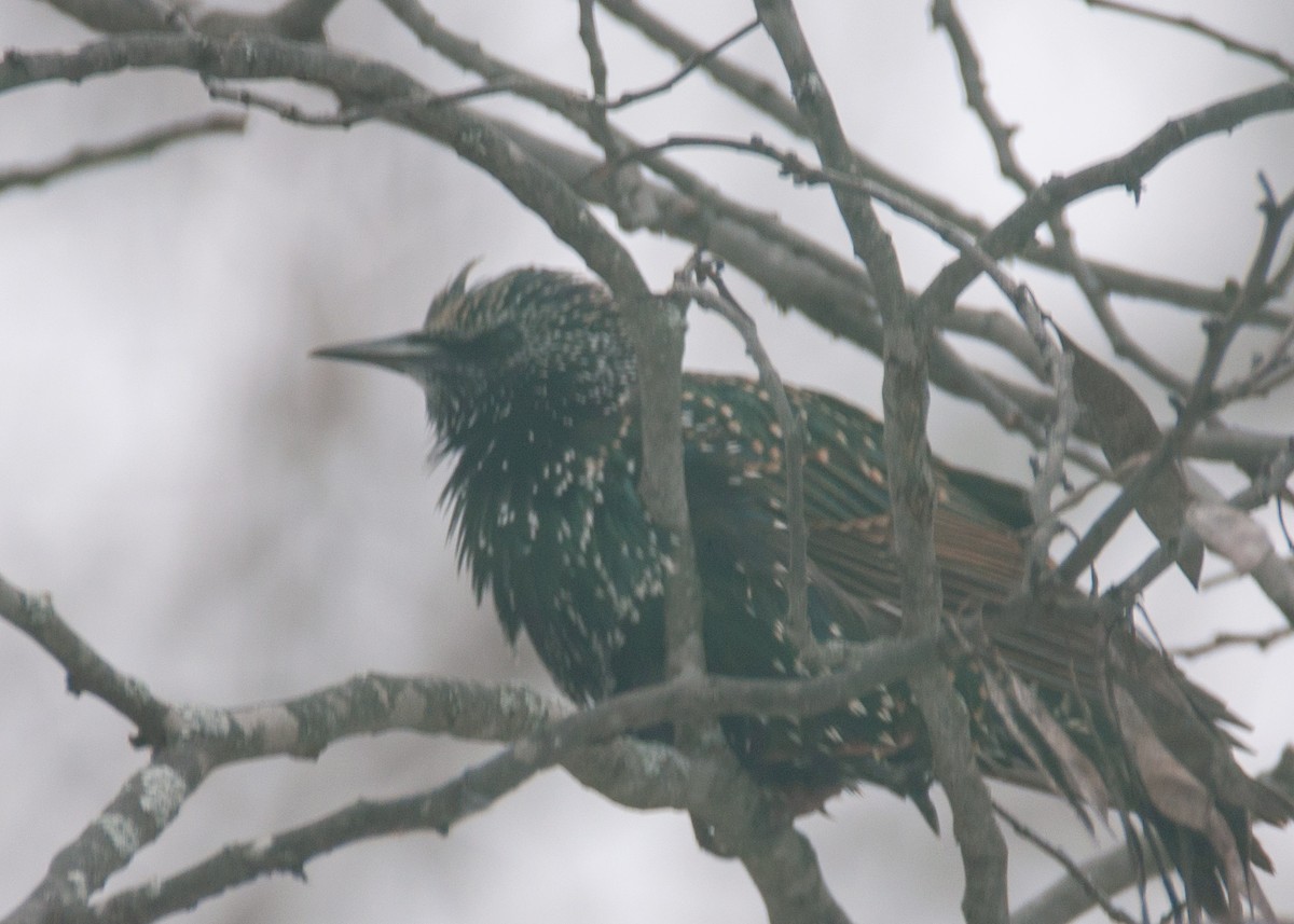 European Starling - ML646330736
