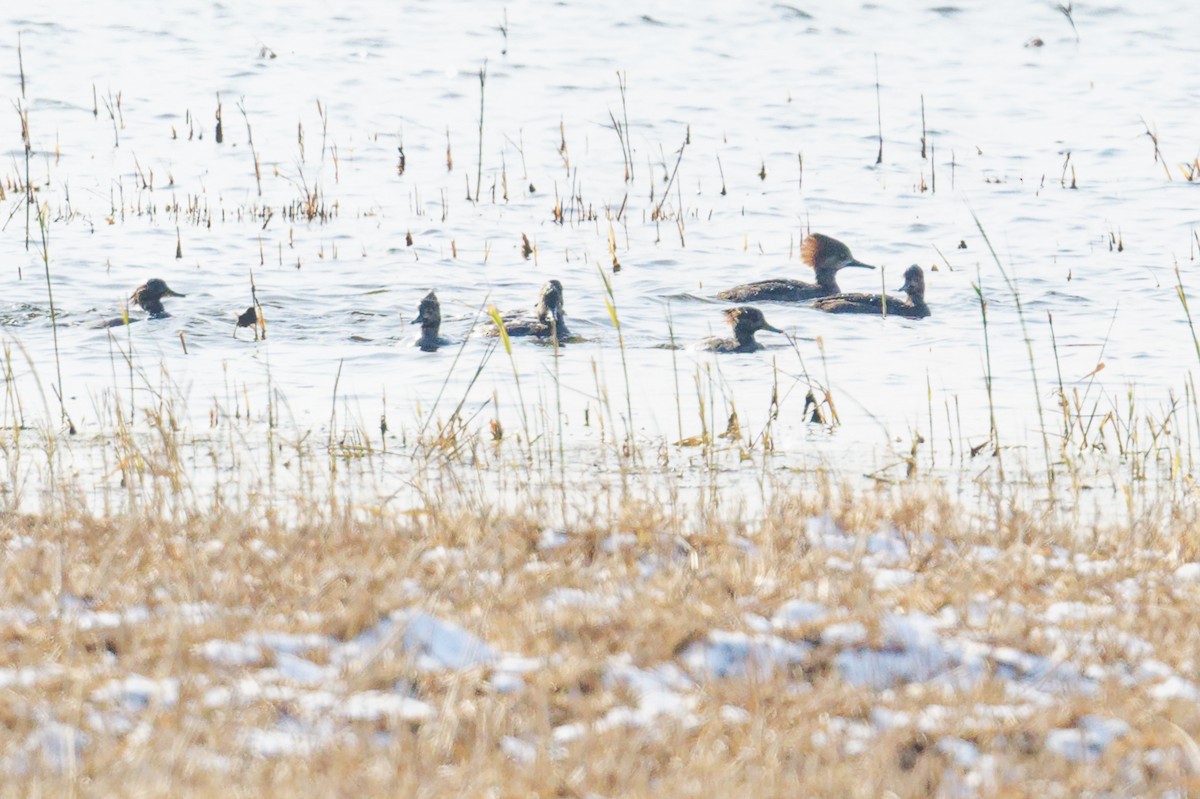 Hooded Merganser - ML646330738