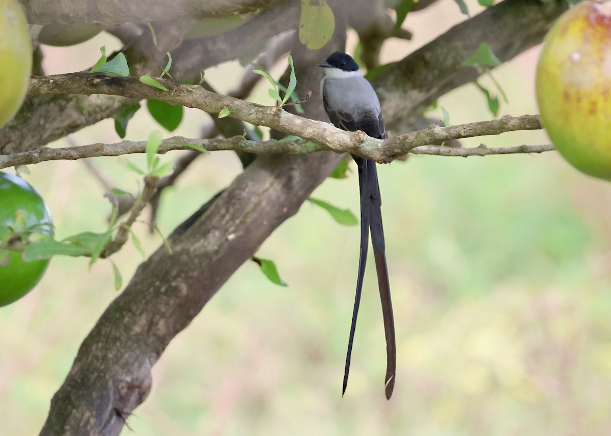 Fork-tailed Flycatcher - ML646330741