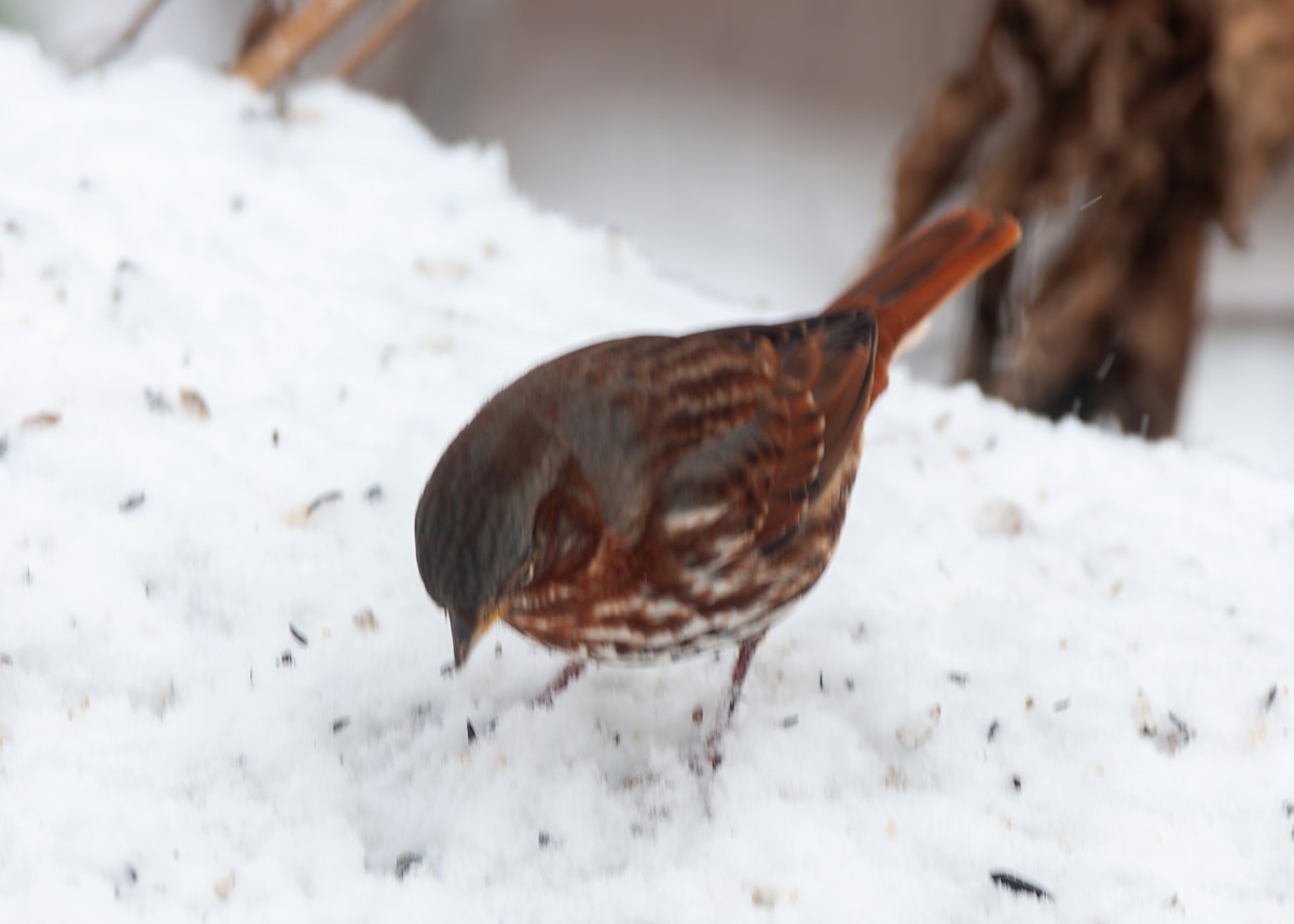 Fox Sparrow - ML646330744
