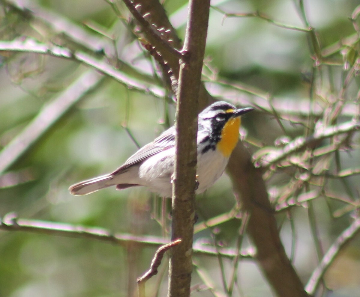 Goldkehl-Waldsänger - ML646330748