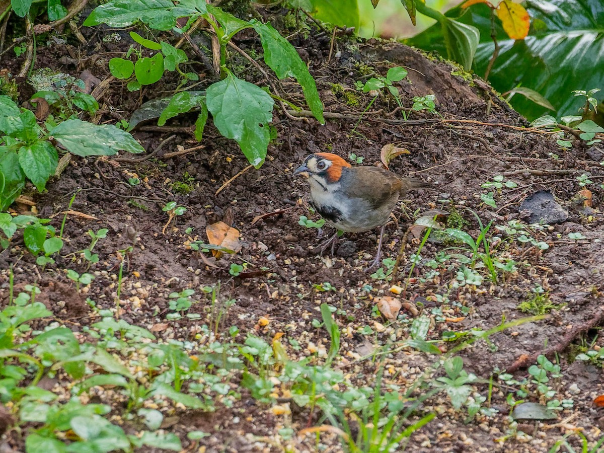 Cabanis's Ground-Sparrow - ML646330749