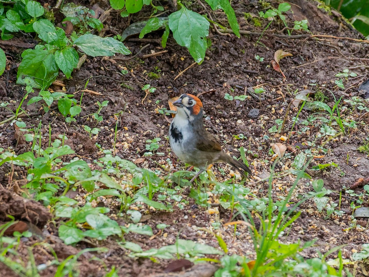 Cabanis's Ground-Sparrow - ML646330750
