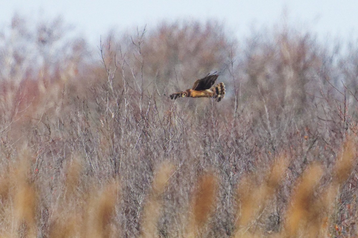 Northern Harrier - ML646330754