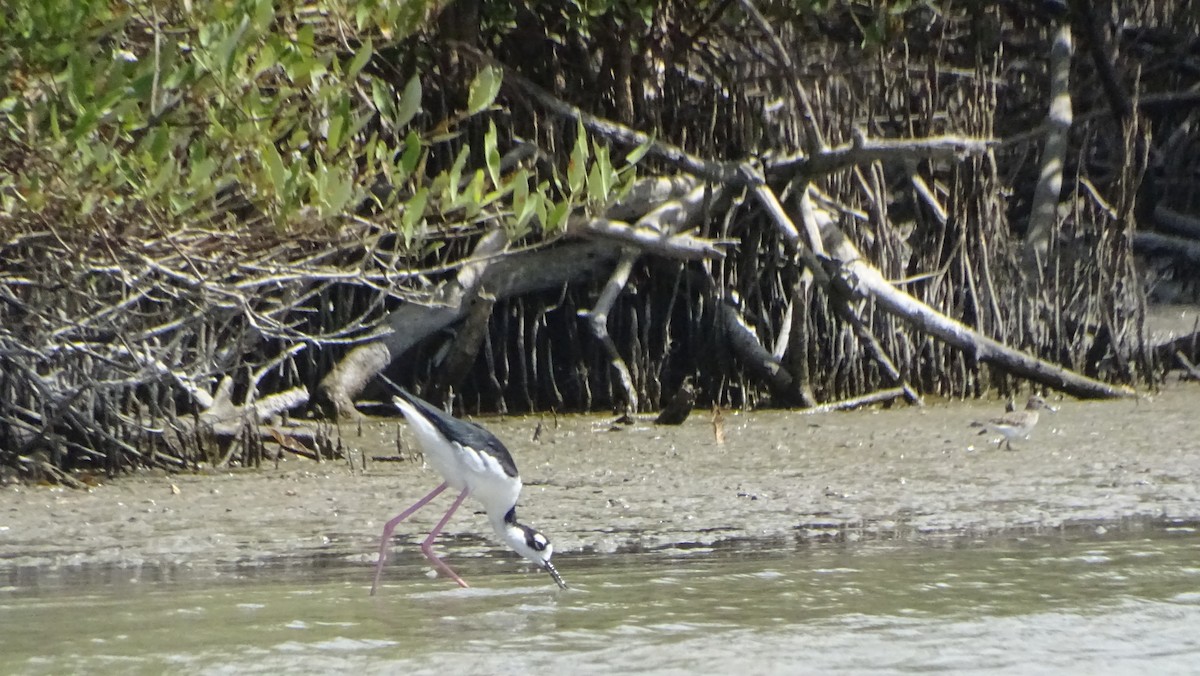 Black-necked Stilt - ML646330756
