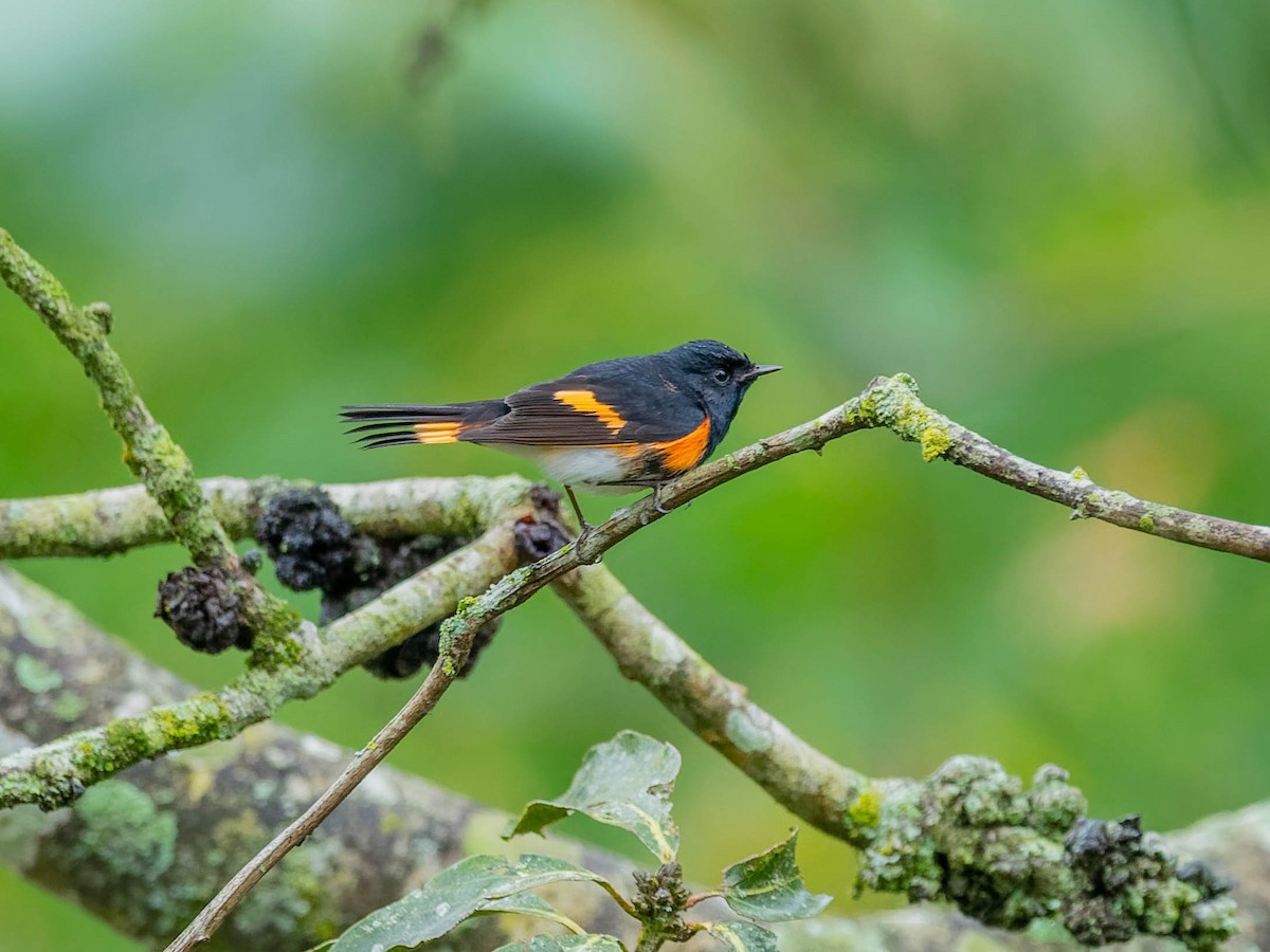 סבכון חכלילי - ML646330758