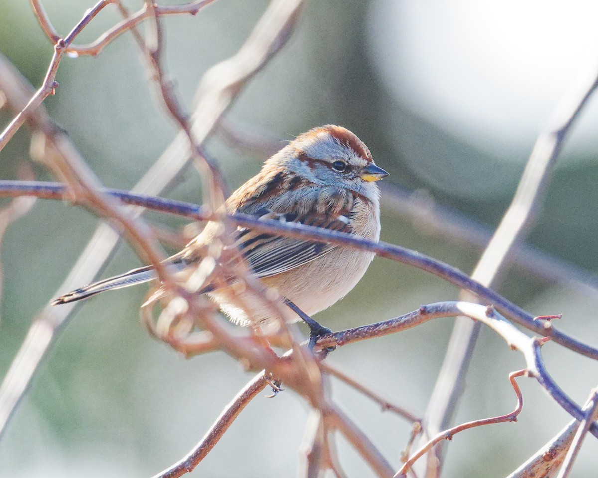 American Tree Sparrow - ML646330765