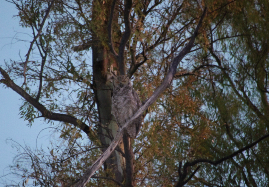 Great Horned Owl - ML646330766