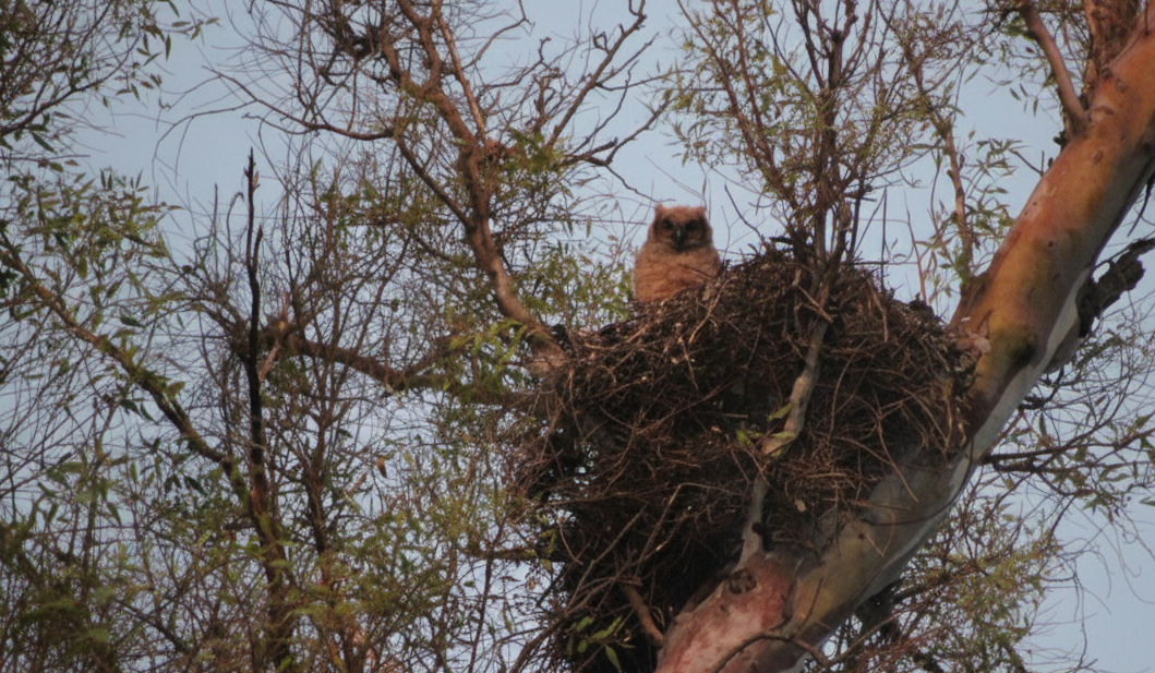 Great Horned Owl - ML646330767