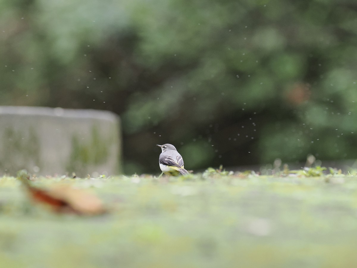 Gray Wagtail - ML646330772