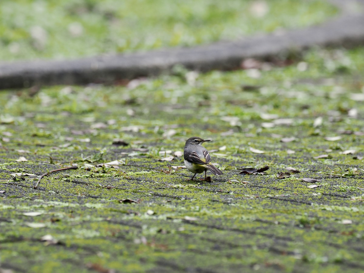 Gray Wagtail - ML646330773