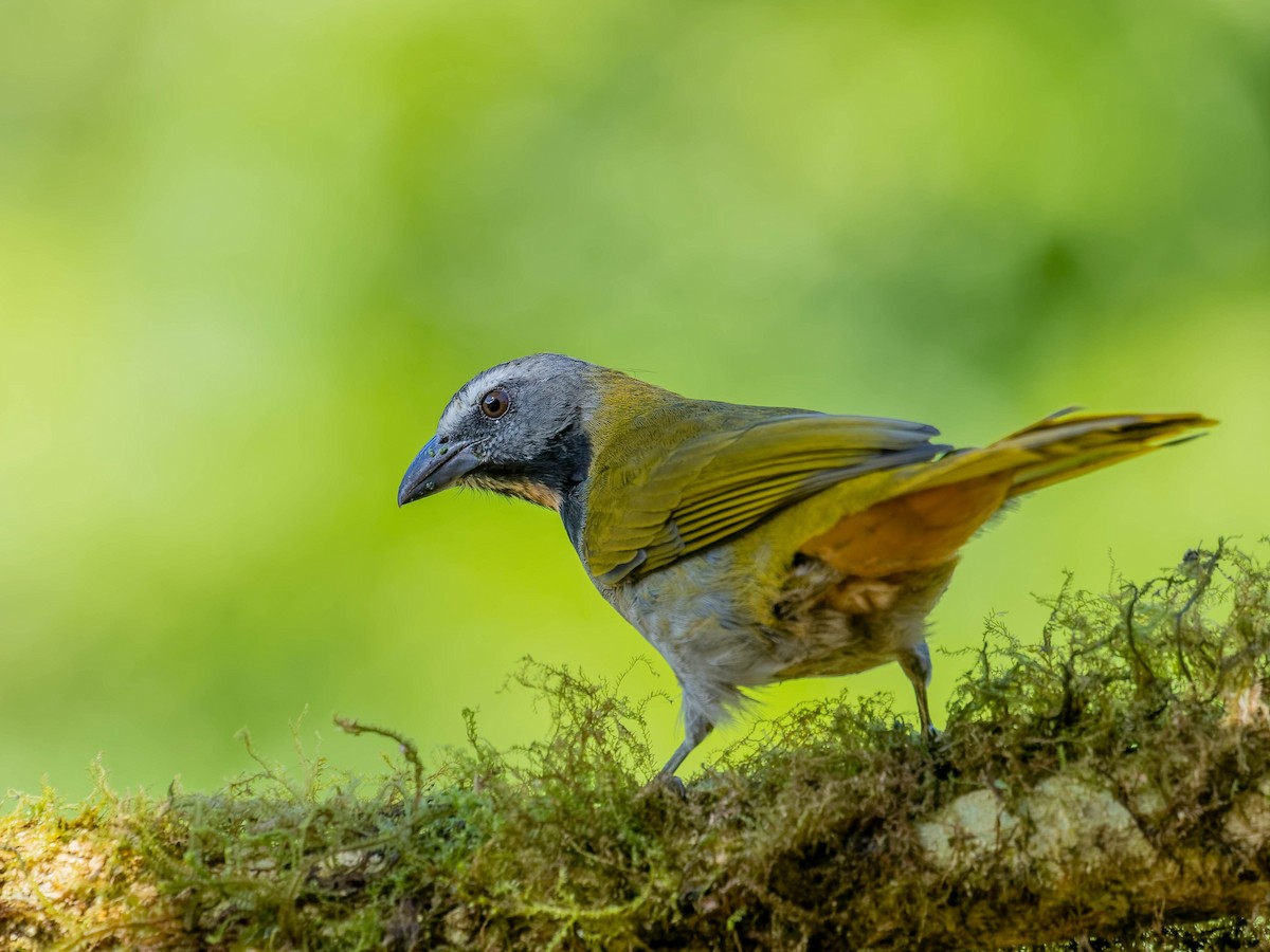 Buff-throated Saltator - ML646330774