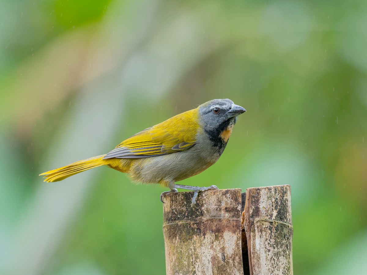 Buff-throated Saltator - ML646330775