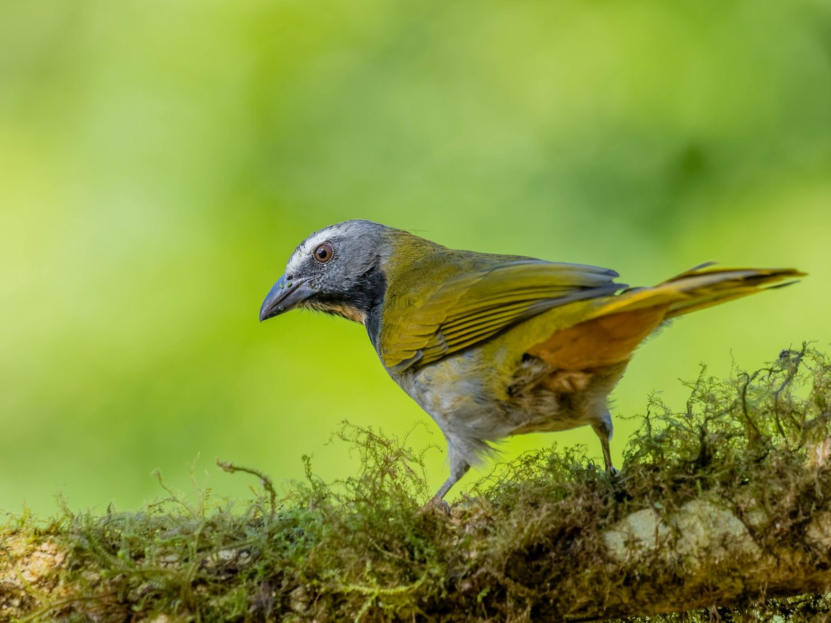 Buff-throated Saltator - ML646330776