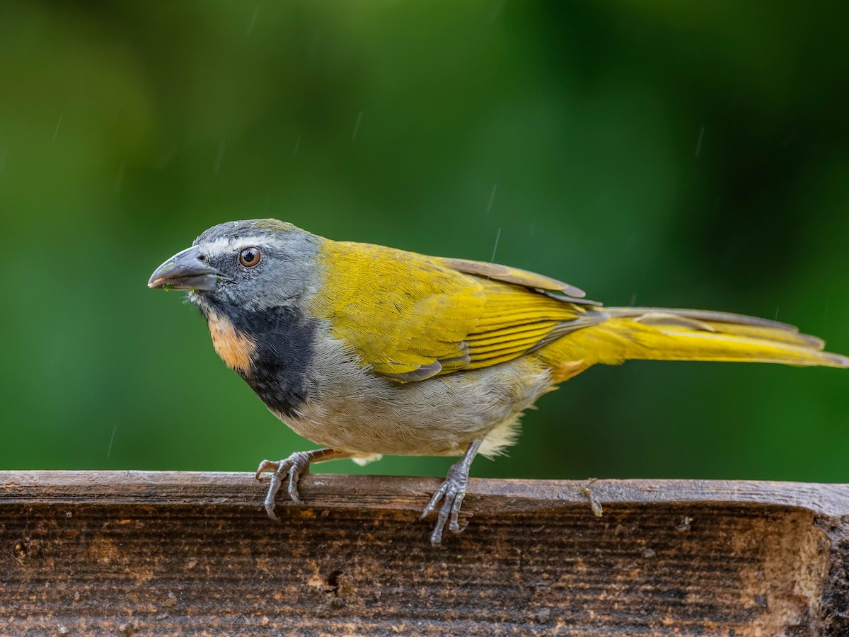 Buff-throated Saltator - ML646330777