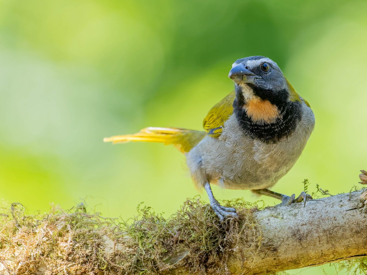 Buff-throated Saltator - ML646330778
