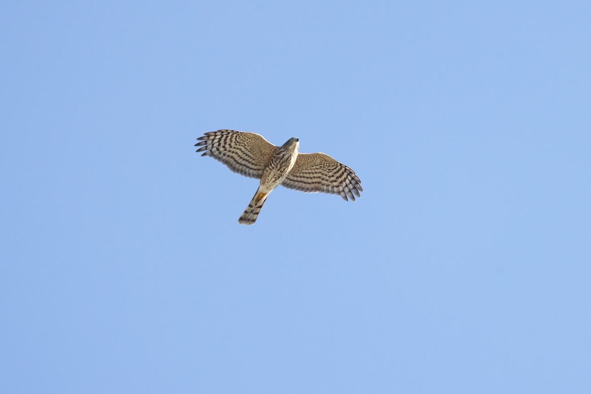 Sharp-shinned Hawk (Northern) - ML646330780