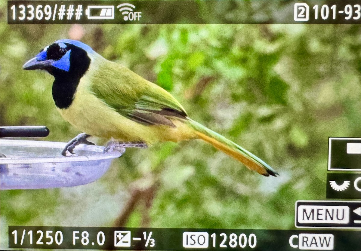 Geai vert - ML646330781