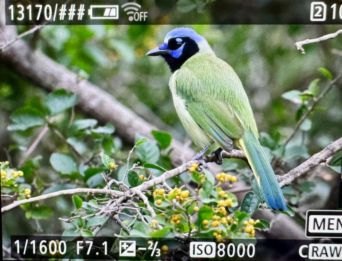 Geai vert - ML646330782