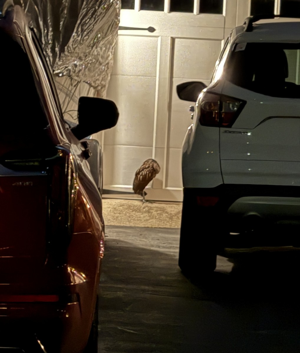 Limpkin - ML646330783