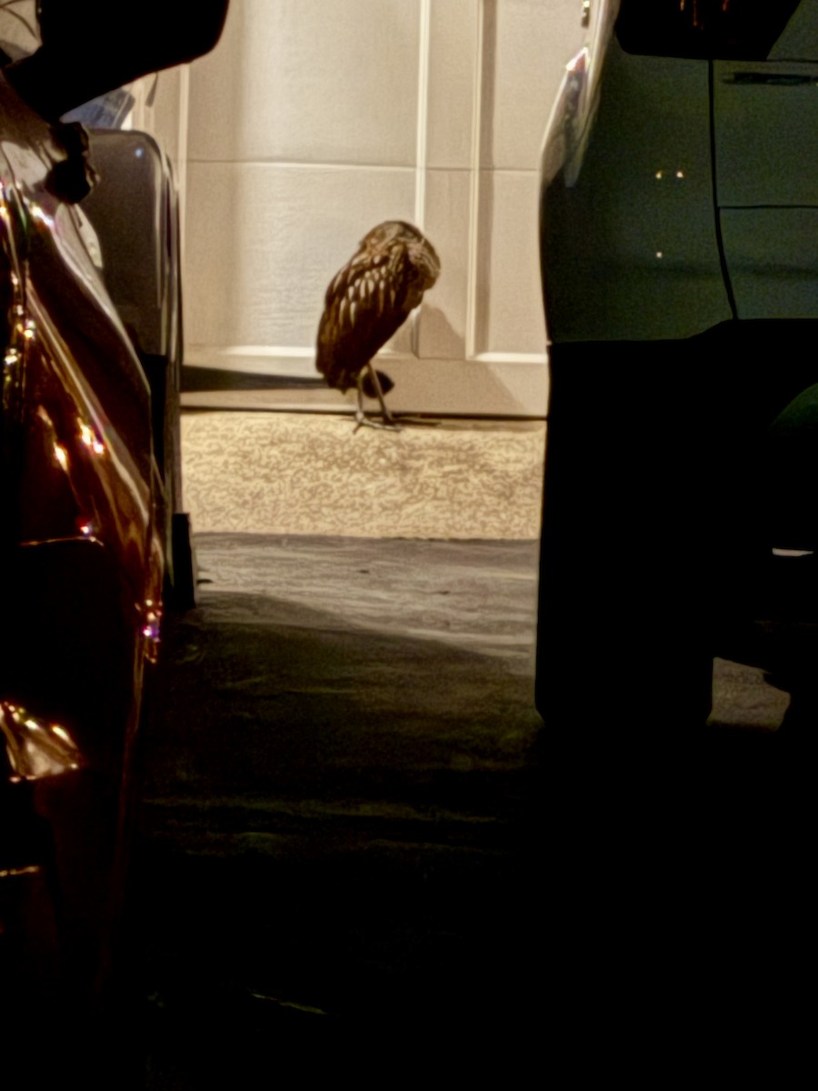 Limpkin - ML646330784