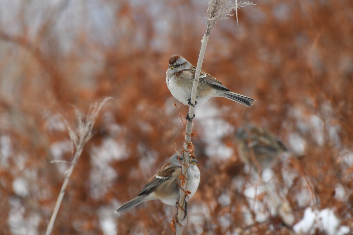 American Tree Sparrow - ML646330787