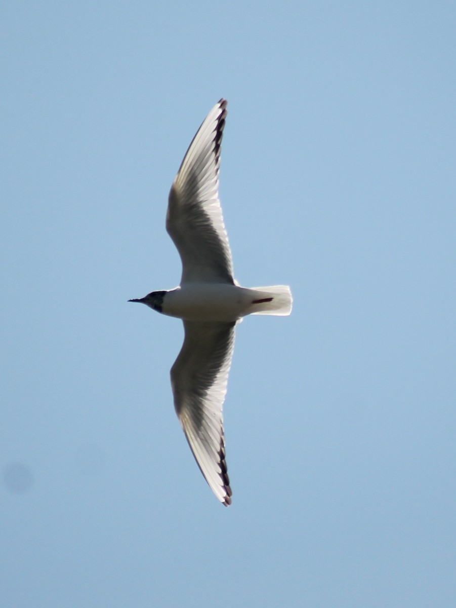 racek Bonapartův - ML646330788