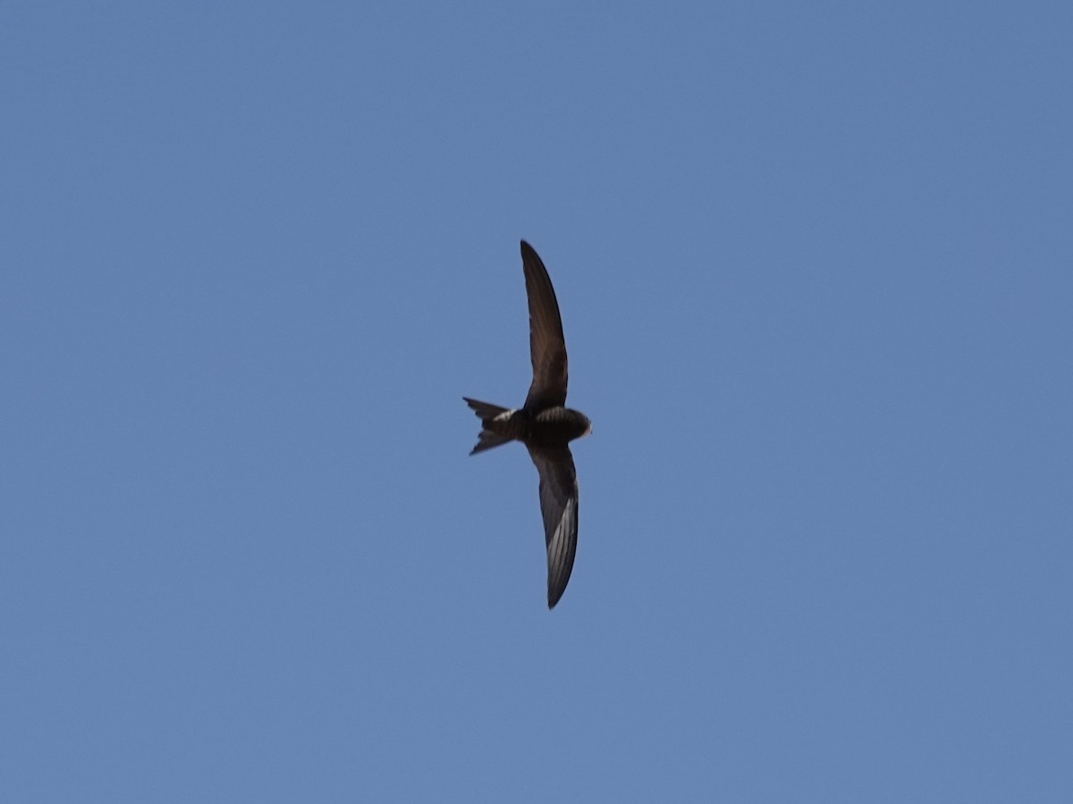 Common Swift - ML646330797