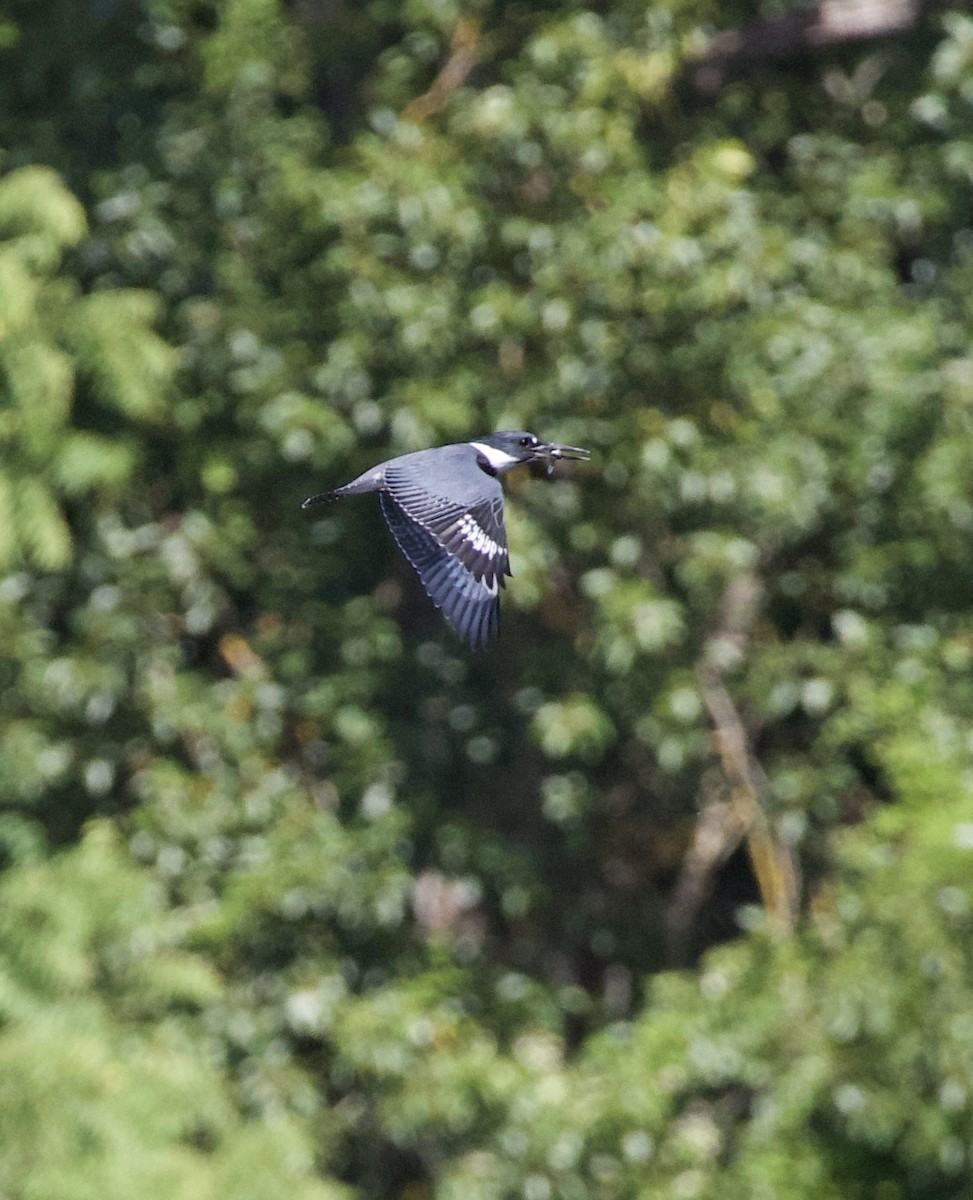 rybařík pruhoprsý - ML646330798