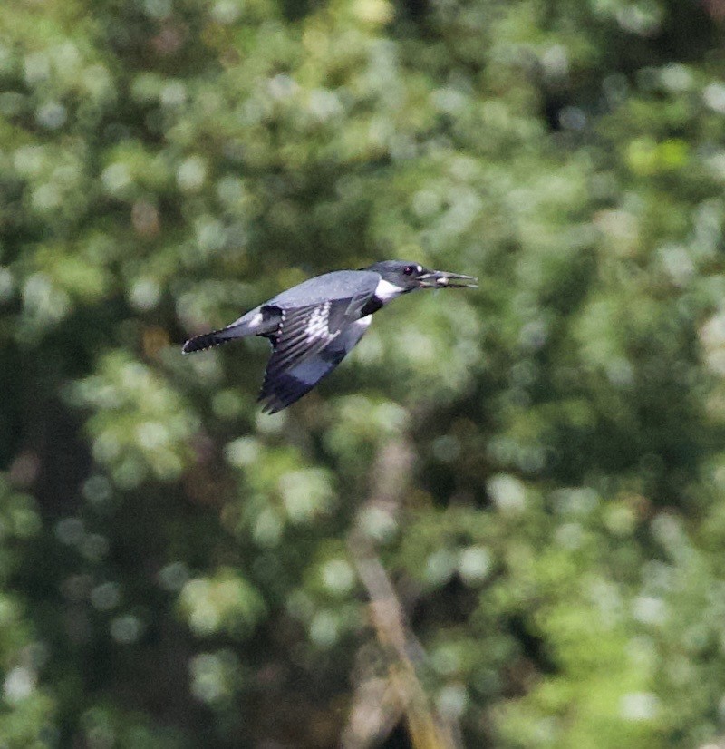 rybařík pruhoprsý - ML646330799