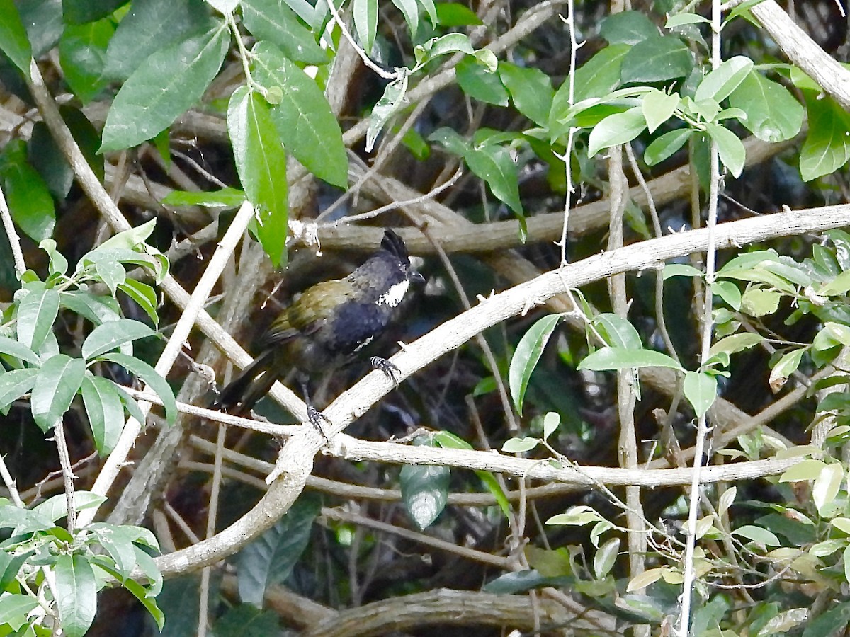 Eastern Whipbird - ML646330801