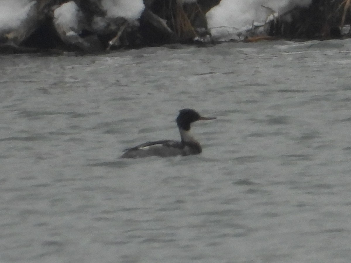Крех середній - ML646330802