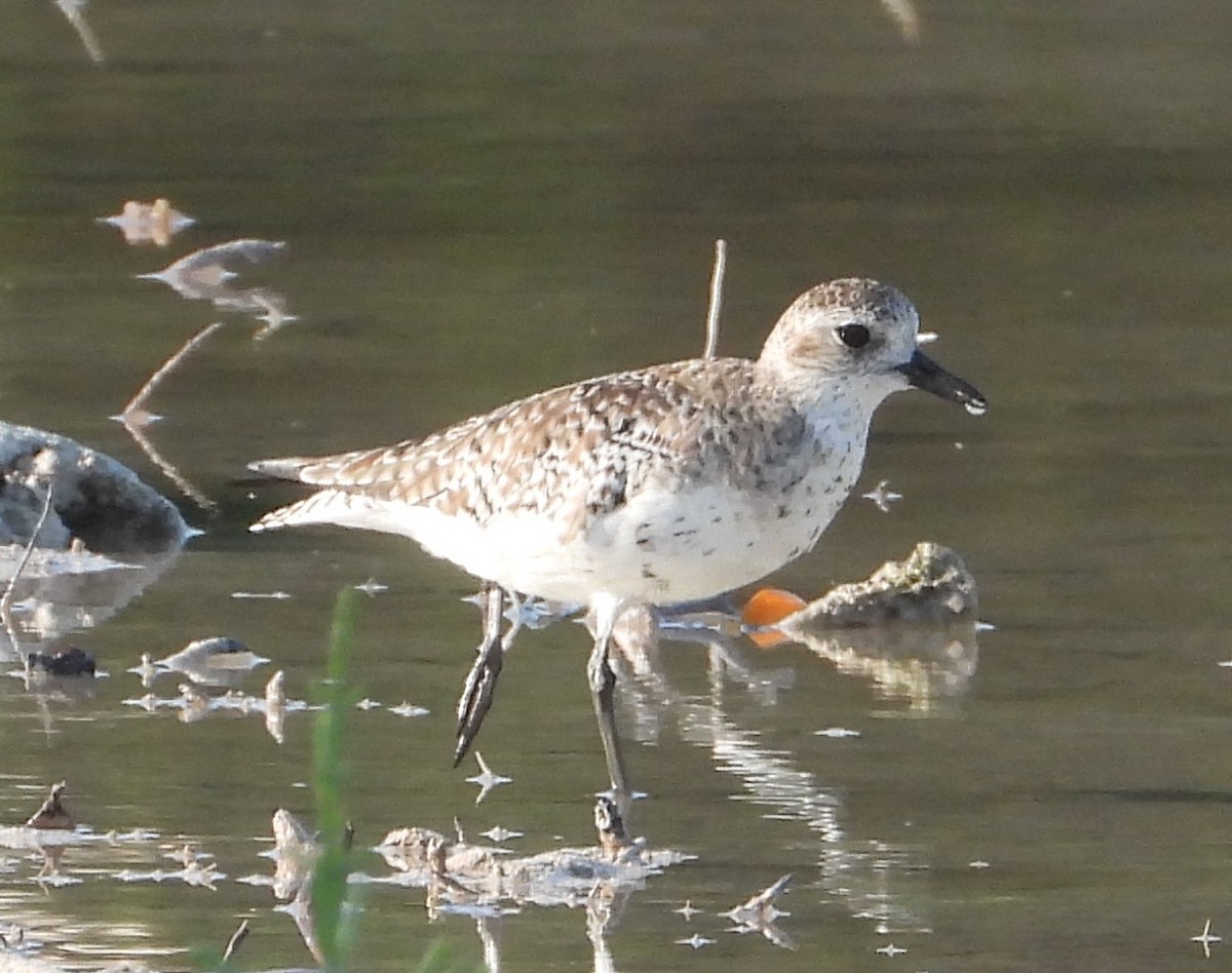 灰斑鴴 - ML646330803