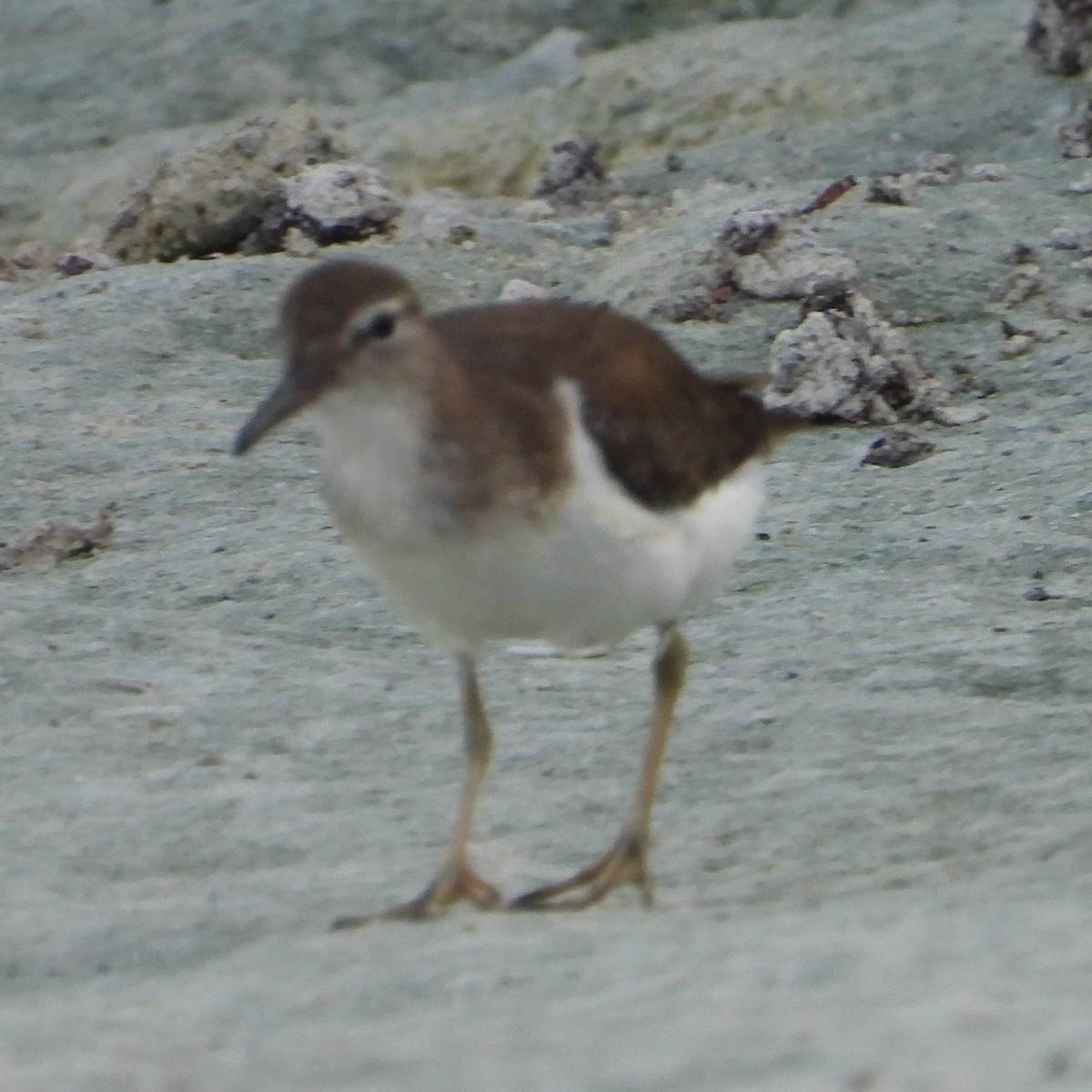 Spotted Sandpiper - ML646330808