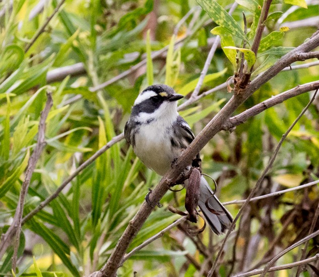 Black-throated Gray Warbler - ML64633081