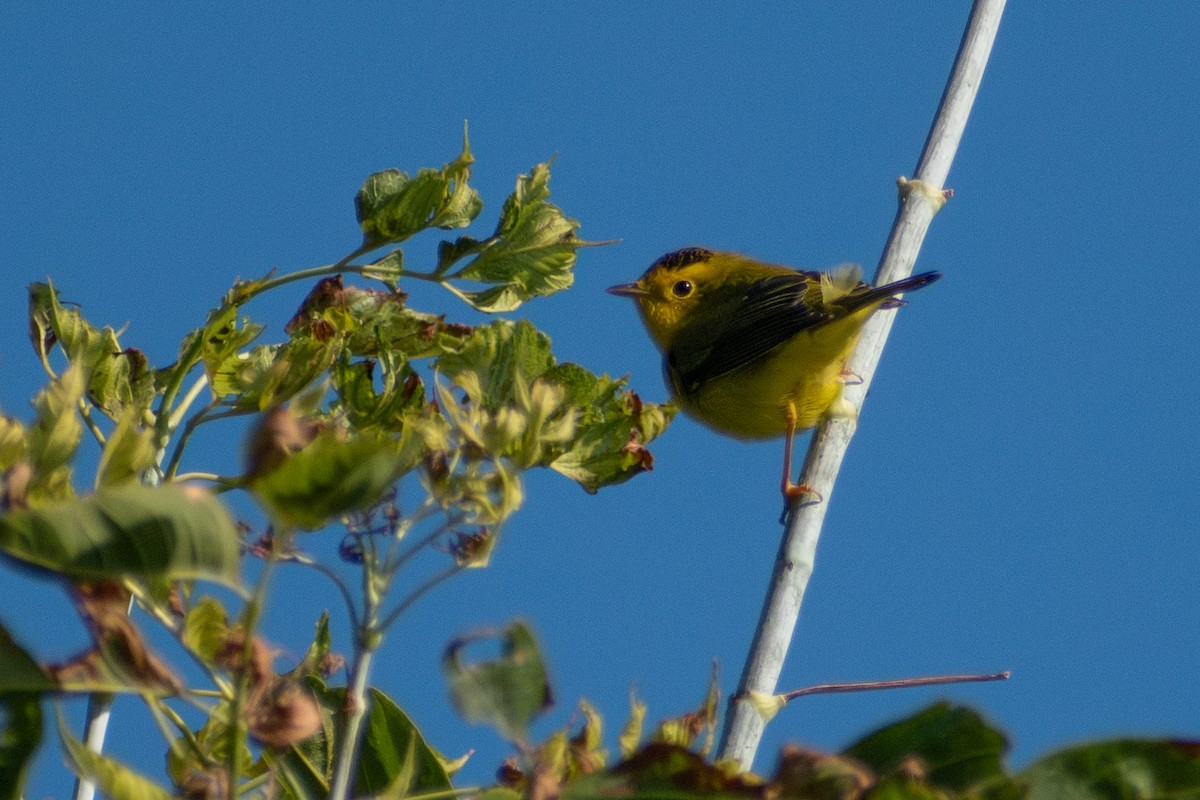 Wilson's Warbler - ML646330813
