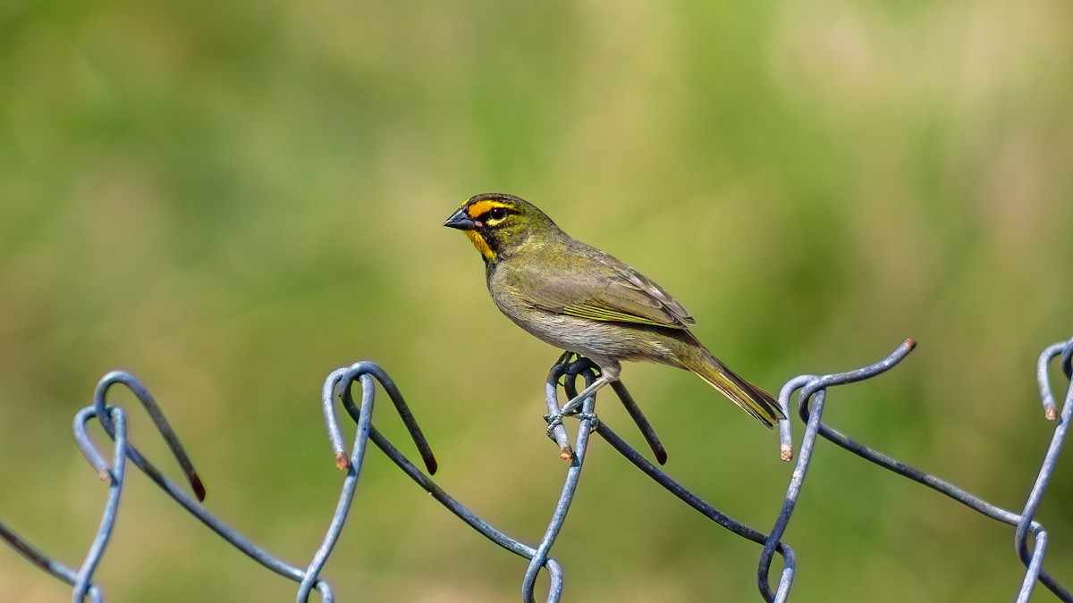 Yellow-faced Grassquit - ML646330814