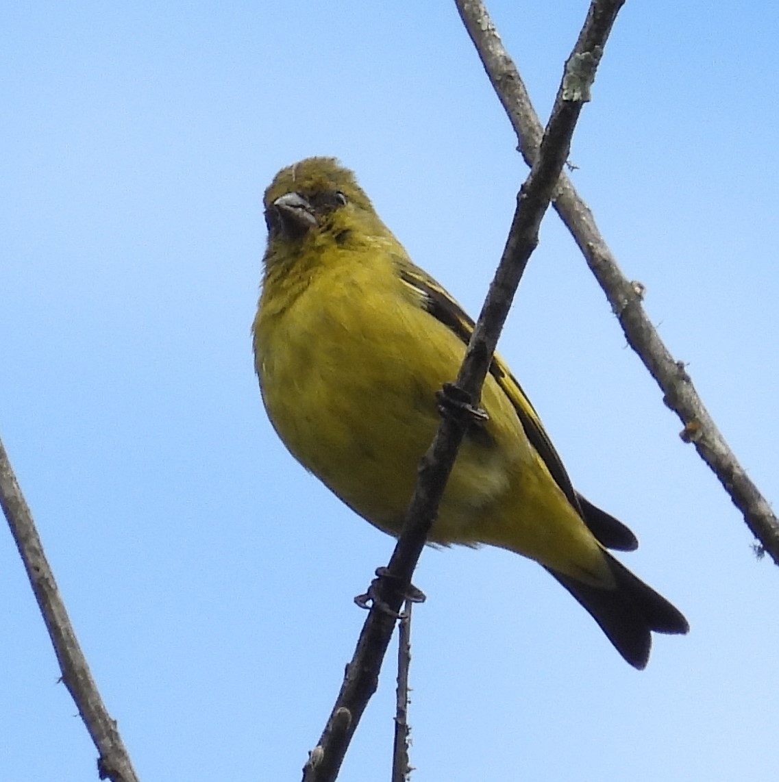 Hooded Siskin - ML646330816