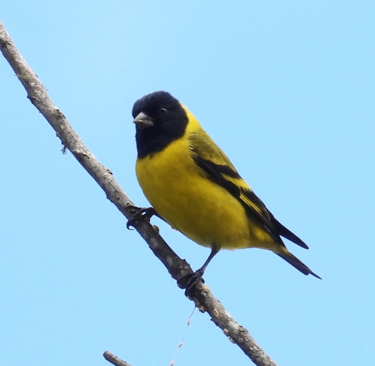 Hooded Siskin - ML646330817