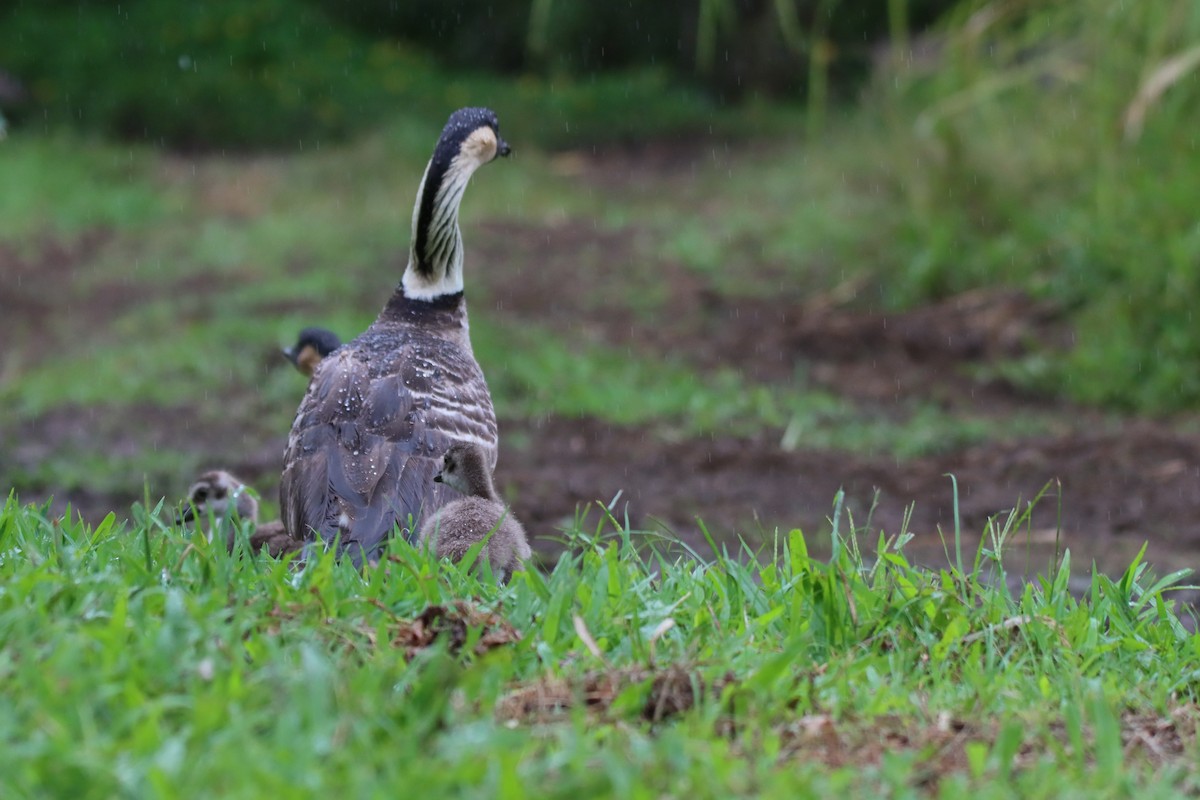 berneška havajská - ML646330818