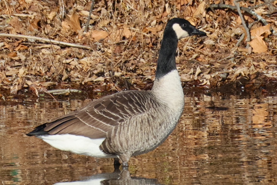ברנטה קנדית - ML646330820