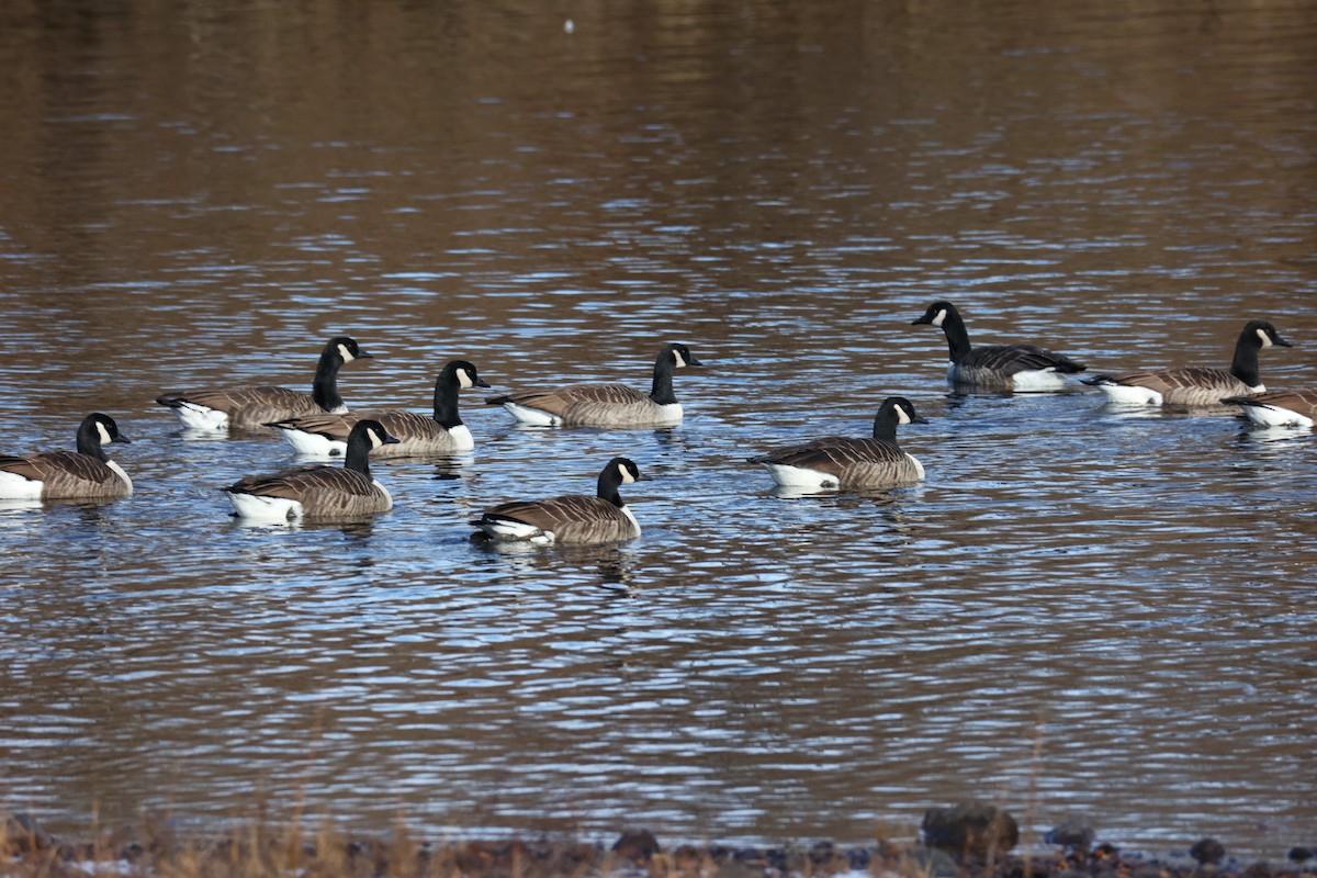 ברנטה קנדית - ML646330821