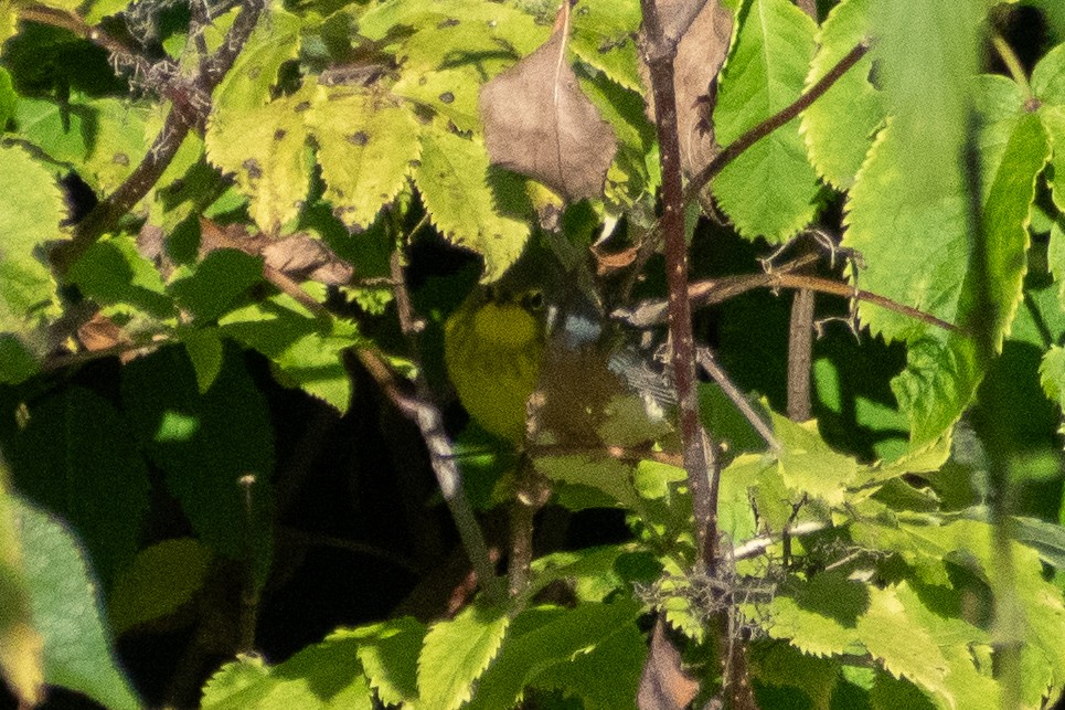 Reinita Canadiense - ML646330822