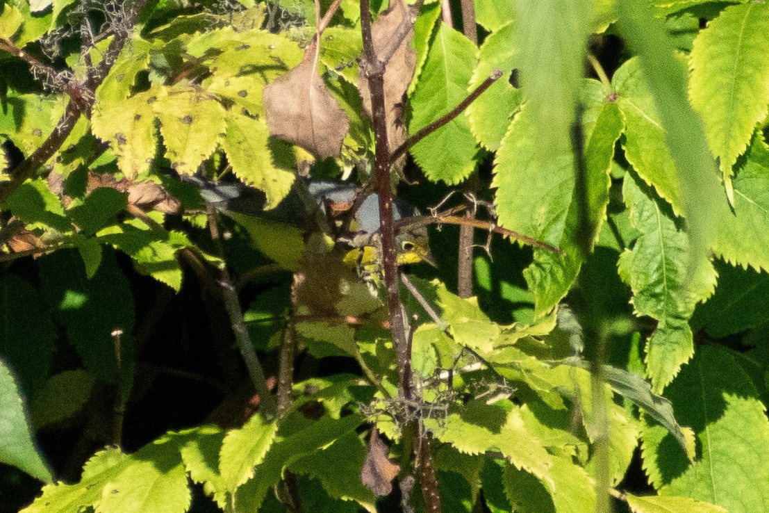 Reinita Canadiense - ML646330823