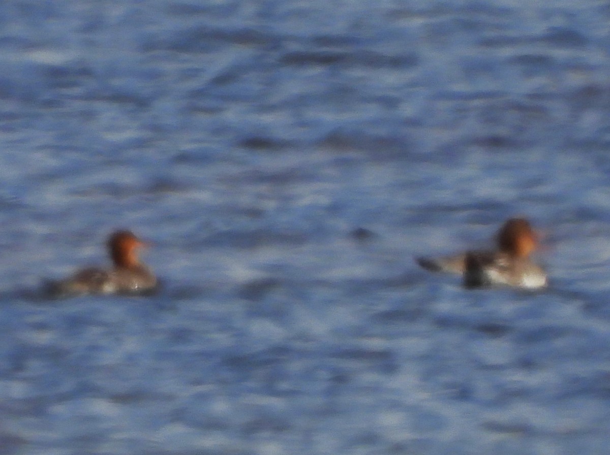 Крех середній - ML646330825