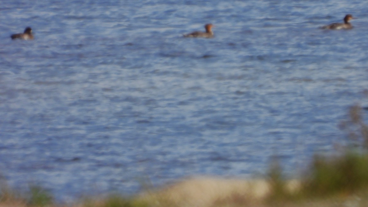 Крех середній - ML646330826