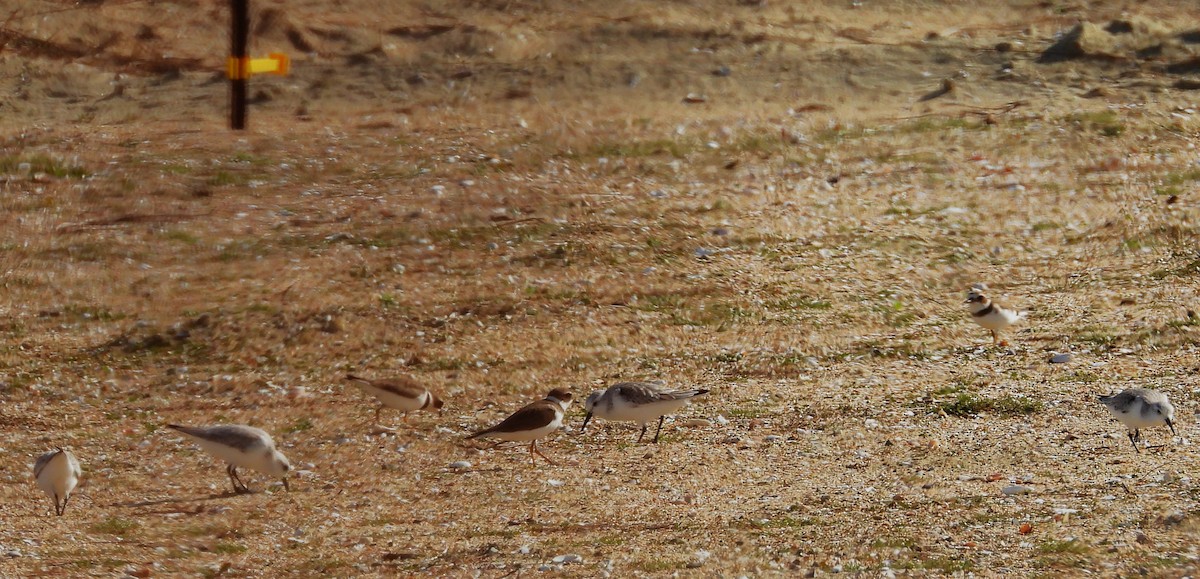 jespák písečný - ML646330835