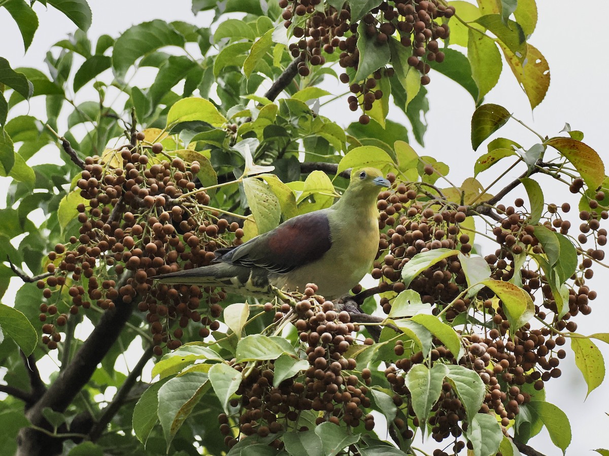 White-bellied Green-Pigeon - ML646330839