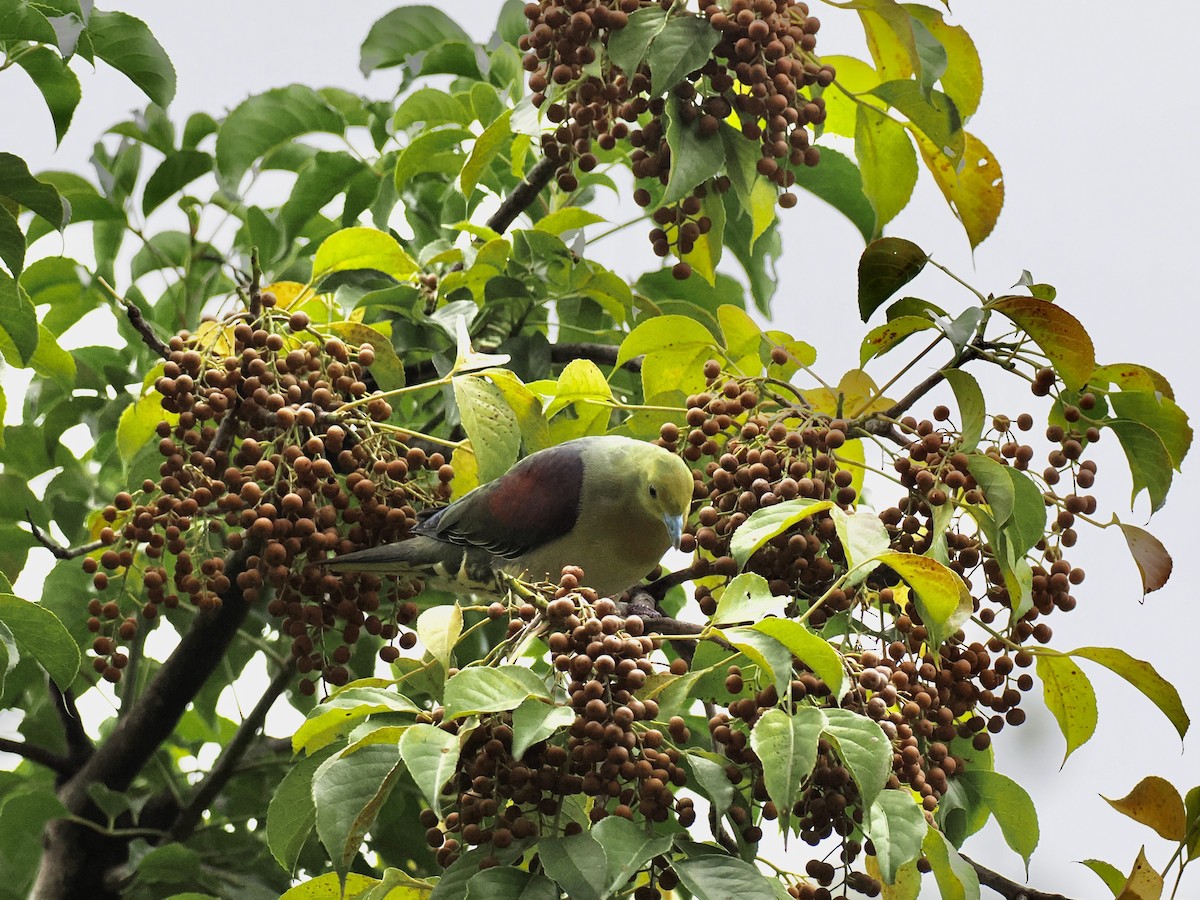White-bellied Green-Pigeon - ML646330840