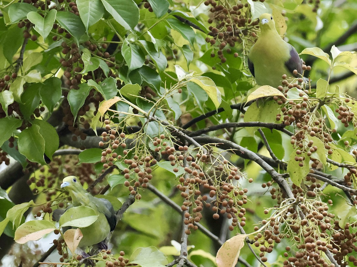 White-bellied Green-Pigeon - ML646330841